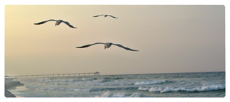 DNSEMP-L-126 Going Home (Seascape)